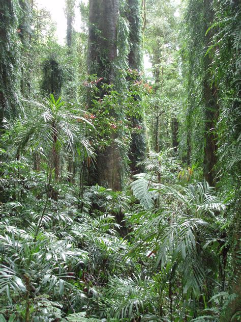 Free Stock Photo Of Tall Trees And Plants At Rainforest Photoeverywhere