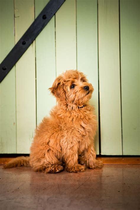 If you would like to reserve a puppy let us know. Miniature English Goldendoodle (With images ...