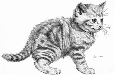 If you spot your cat sniffing your baby's mouth, it's likely your infant's breath smells like milk, which prompted your pet's curiosity. Free Drawings Of Animals, Download Free Drawings Of ...