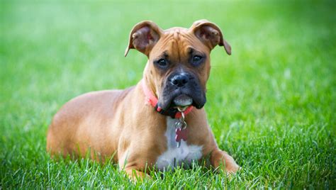 Dog Acne Causes Symptoms And Treatment Options Purina