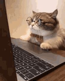 Cats with a computer 2016. Business Cat GIFs | Tenor