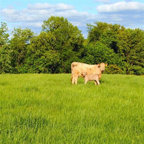 Tall Forage Fescue Pasture Grass Seed