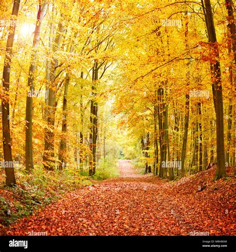 Autumn Forest Background With Footpath And Golden Sun Autumn Scene