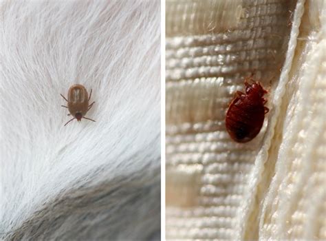 What S Worse Bed Bugs Or Carpet Beetles Carpet Vidalondon