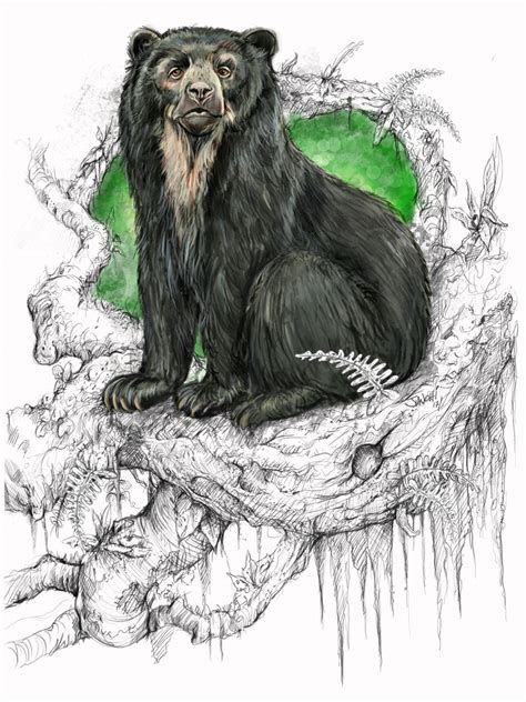 Andean Spectacled Bear On Wacom Gallery