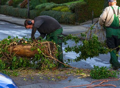 We will call them again to help with some further landscaping. Brush Removal Services in NM |Albuquerque Junk Removal ...