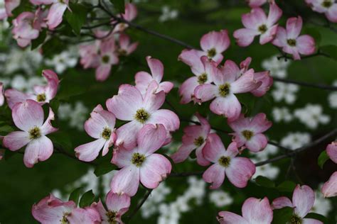 Flowering Tree Pink White Trees Free Nature Pictures By Forestwander