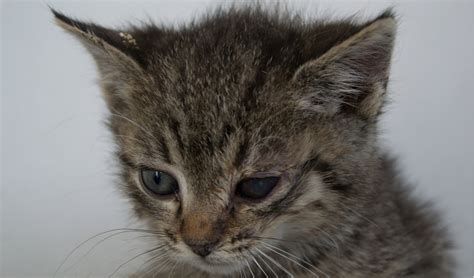Kitten With Eye Infection Anna Blog