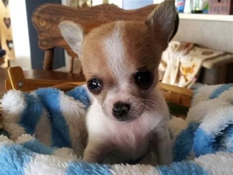 At morning star farm we breed akc boston terrier puppies. Tiny Applehead Chihuahua Puppy for Sale in Largo, Florida ...