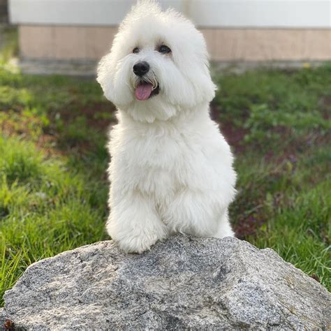 17 Amazing Facts About Coton De Tulear Dogs You Might Not Know Page 5