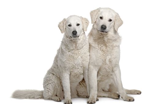 Hungarian Kuvasz Dog Breed Information Noahs Dogs