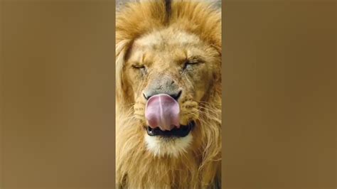 Babbar Sher Lion Big 🦁 Lion King 😎👌🌷 Youtube