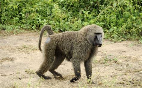 Babuino Información Y Características De Los Monos