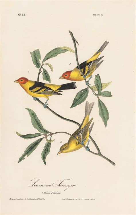 audubon octavo pl 210 louisiana tanager by oppenheimer editions