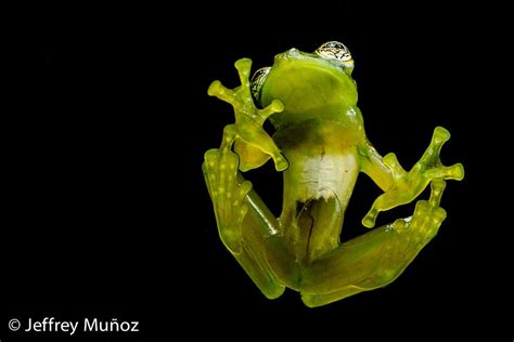 Ghost Glass Frog By Jeffrey Muñoz Costa Rica On 500px Glass Frog