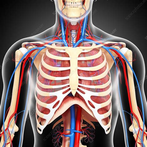 Just a male anatomy study. Upper body anatomy, artwork - Stock Image - F006/0667 - Science Photo Library