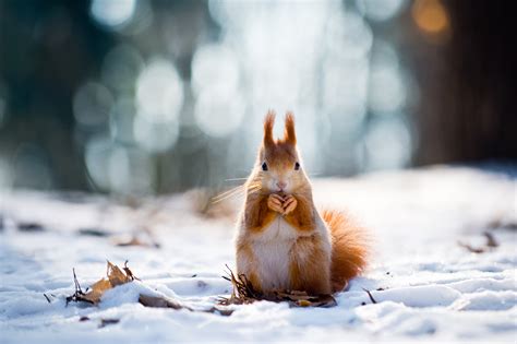 Wallpaper Squirrel Cute Animals Snow Winter 4k