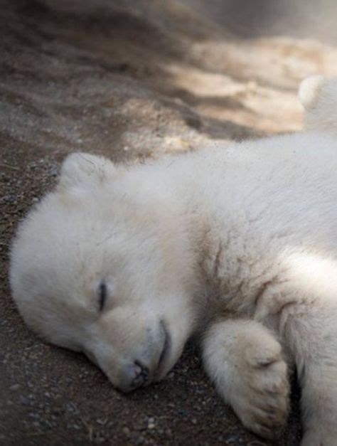 Sleep Good Little Polar Bear Gods Blessings Polar Bear Baby