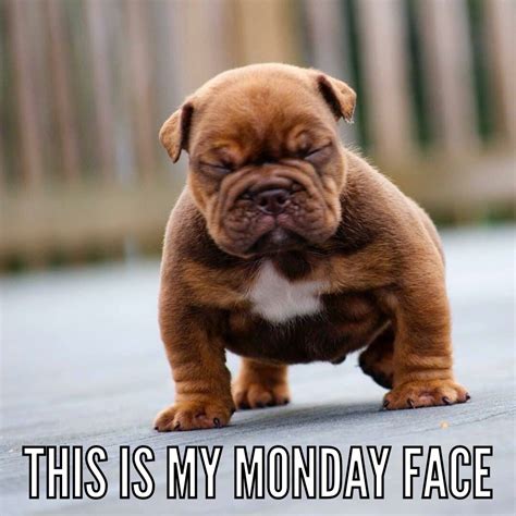 Monday Face English Bulldog Puppy Puppied Pinterest Monday Face