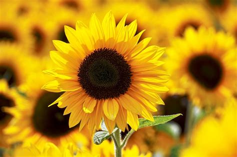 36 Most Beautiful Sunflower Images