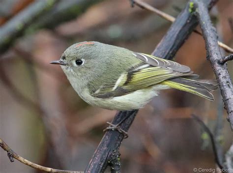 Ruby Crowned Kinglet Ruby Crowned Kinglet Near The Boise R Flickr