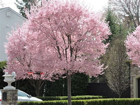 Blooming Saucer Magnolia Trees New Jersey Photos