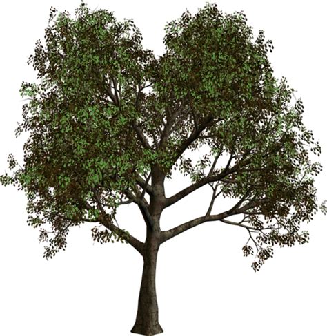 Дерево Png