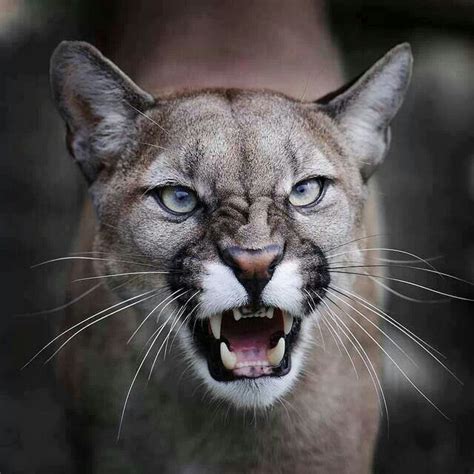 Growling Cougar Cougarsmountain Lions Pinterest Animal