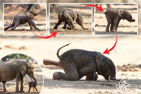 Newborn Elephant Falls On Its Face As It Struggles To Take Its Very