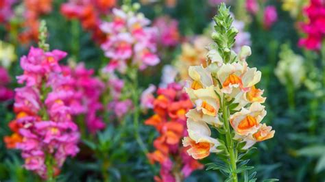 Gardening Guide How To Grow Snapdragon Flowers From Seed 2022