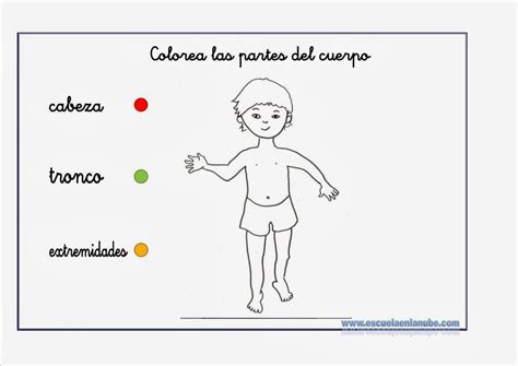 Las Partes Principales Del Cuerpo Humano Partes Principales Cuerpo