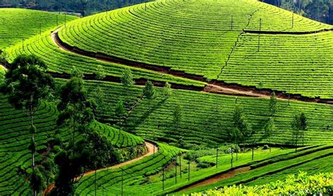 Munnar In Kerala Munnar Sightseeing Tour Packages 2020 433 Reviews