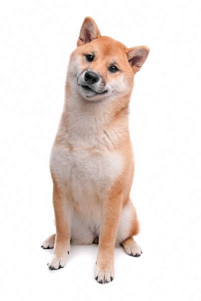 Shiba Inu Dog In Front Of A White Background — Stock Photo © Eriklam