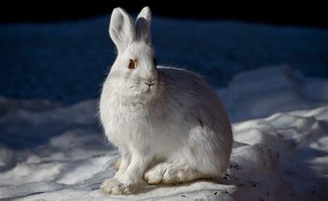 Fun Facts About Cute Animals Snowshoe Hare Edition Explore