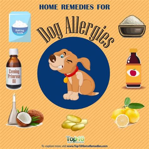 The best choice for your fur friend depends on their particular situation and what. Allergies in Dogs: Treatment With Natural Remedies | Top ...