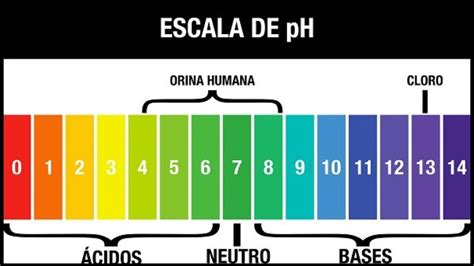 QuÉ Es El Ph Y CÓmo Lo Medimos Indicadores Y Ph Metros