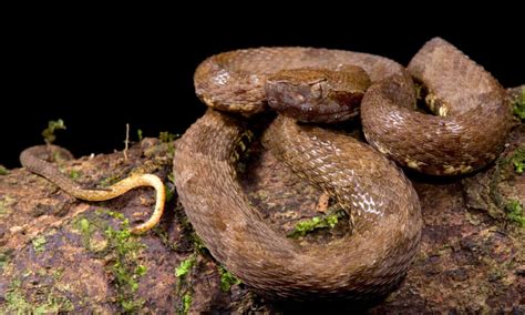 Snakes In The Amazon River Jilly Lurlene