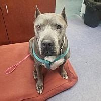 Our certified groomers offer cat & dog grooming vaccinations clinic in gainesville, fl. Gainesville, Florida - Terrier (Unknown Type, Small). Meet ...