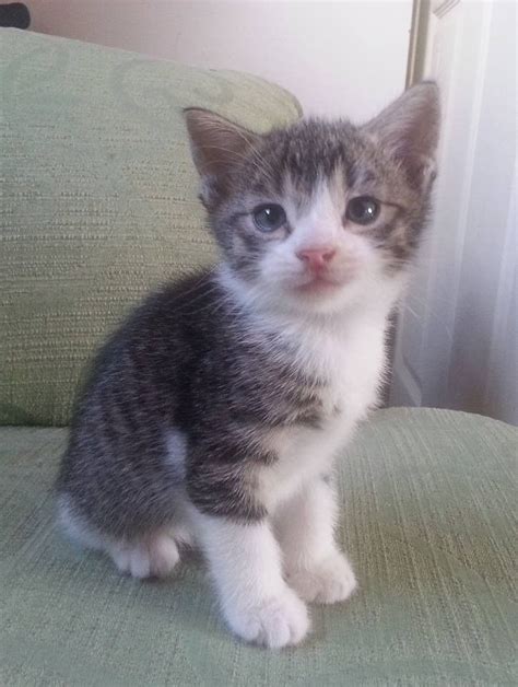 Grey And White Tabby Male Kitten Ready 27th Jan Reserved