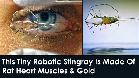 Robot Stingray Made With Rat Cells Random Stuff And Science
