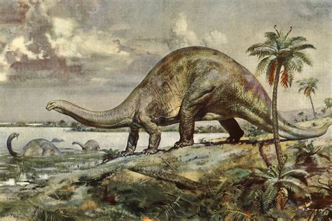 Largest Animal Ever Existed On Earth Extinct The Earth Images