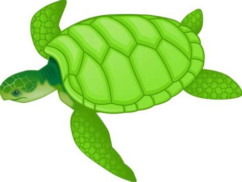 Download High Quality Turtle Clipart Ocean Transparent Png Images Art