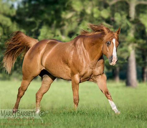 8 Beautiful Chestnut Horse Ideas Wasqczva