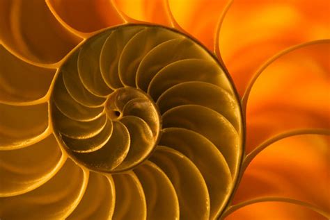 Fascinating World Of Leonardo Fibonacci Numbers Hubpages