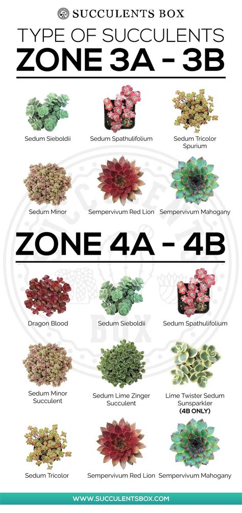 Choosing Succulents For Zone 3 4 5 And 6 New York Pennsylvania Ohio