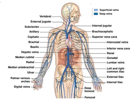 Anatomy Label Major Arteries And Veins Pin On Science For Secondary Grades Biology Chemistry