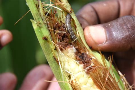 Fall Armyworm On Corn Entomology Today