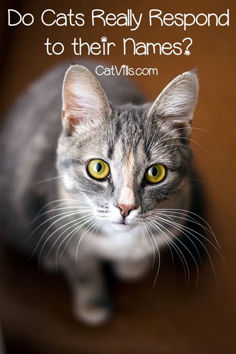 Lots of fun pet news, jokes and pics.'like' us & your pet could even become our newest 'pet of the week'! Do Cats Really Respond to their Names | Cat behavior ...