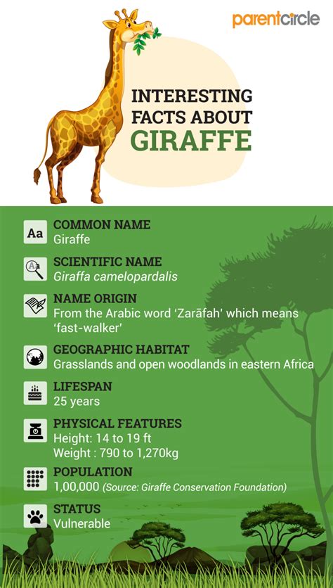Fun Facts About Giraffe For Kids | Fun facts about giraffes, Giraffe facts, Animal facts for kids