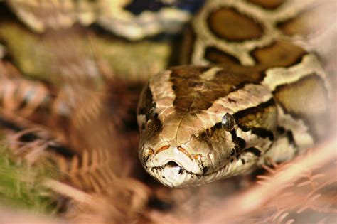 5000 Burmese Pythons Removed From Everglades Reptiles Magazine